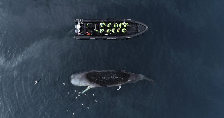 Ocean Photographer of The Year 2024