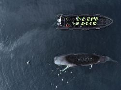 Karya Mencengangkan Finalis Ocean Photographer of The Year 2024