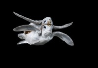 Ocean Photographer of The Year 2024