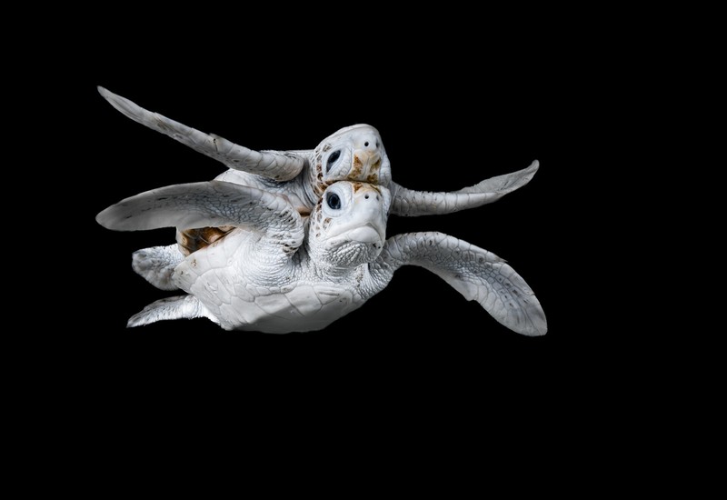 Ocean Photographer of The Year 2024