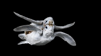 Finalist Wildlife Photographer of the Year karya Jake Wilton, lokasi Papua New Guinea Foto: Ocean Photographer of The Year