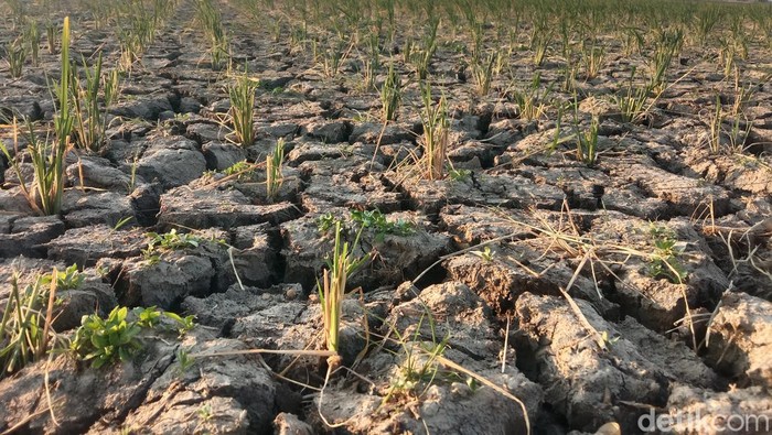 Persawahan di Indramayu mulai mengering akibat kemarau
