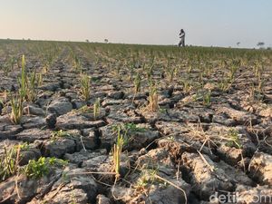 Pasrah Petani Indramayu gegara Sawah Mengering