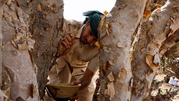 Potret Pohon Kemenyan, yang Aromanya Pernah Lebih Mahal dari Emas Frankincense, which is produced by Wadi Dawkah's trees and historically used to power trade routes beyond the Arabian Peninsula, burns on hot coals at Al Haffa Souq in Dhofar governorate, Oman, August 5, 2024. Frankincense remains a vital aspect of Omani culture, used in religious rites, incense, and perfumes. REUTERS/Rula Rouhana