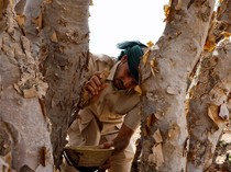 Potret Pohon Kemenyan, yang Aromanya Pernah Lebih Mahal dari Emas