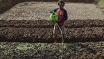 Potret Sawah Kering Kerontang Akibat Kemarau di Ciamis