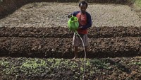 Dinas Pertanian dan Ketahanan Pangan Kabupaten Ciamis mencatat, sawah seluas 207 hektare di lima kecamatan mengalami kekeringan.  