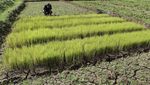 Potret Sawah Kering Kerontang Akibat Kemarau di Ciamis