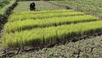 Petani menunjukkan bibit padi yang mengering di Kertasari, Kabupaten Ciamis, Jawa Barat, Senin (19/8/2024).