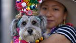 Rayakan Hari Santo Roch, Anjing-anjing Ini Tampil Pakai Kostum Unik