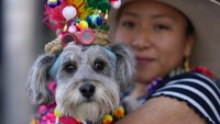 Dalam pawai itu, anjing-anjing tersebut mengenakan kostum yang unik.