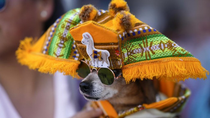 Rayakan Hari Santo Roch, Anjing-anjing Ini Tampil Pakai Kostum Unik Warga Bolivia membawa hewan peliharaan mereka untuk mengikuti kontes kostum untuk merayakan hari raya Santo Roch. Dalam perayaan itu, hewan-hewan peliharaan memakai kostum unik.