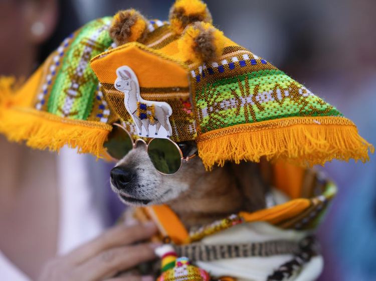 Rayakan Hari Santo Roch, Anjing-anjing Ini Tampil Pakai Kostum Unik