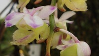 Peneliti BRIN sekaligus penemu, Destario Metusala mengungkapkan jika nama anggrek tersebut terinspirasi dari bagian dagu bunga genus ini yang berbentuk konus meliuk dan berujung runcing layaknya kuku macan. Foto: (Dokumentasi BRIN)