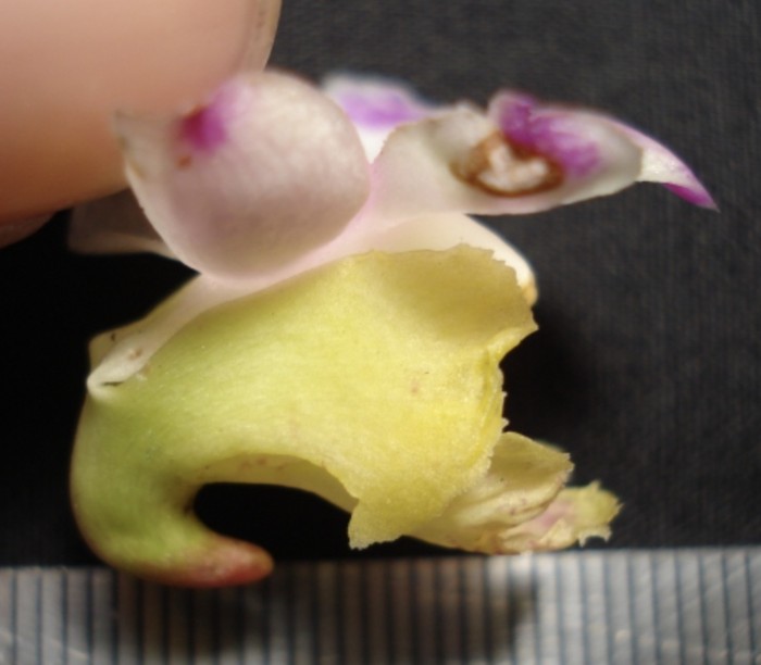 Spesies anggrek baru ditemukan di Sulawesi: anggrek kuku macan Spesies anggrek baru ditemukan di Sulawesi: anggrek kuku macan