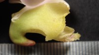 Pada Mei 2024, Destario resmi mempublikasikan anggrek tersebut pada jurnal jurnal Edinburgh Journal of Botany sebagai spesies baru endemik Sulawesi dengan nama Aerides obyrneana diambil dari nama Peter O’Byrne, pemerhati anggrek dan penulis berbagai referensi taksonomi anggrek di kawasan Asia Tenggara, khususnya Sulawesi. Foto: (Dokumentasi BRIN)