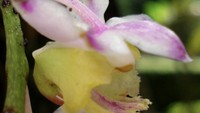 Spesies baru ini memiliki sosok bunga atraktif dengan kombinasi warna yang langka di genusnya, yaitu sepal dan petalnya berwarna putih keunguan dengan bibir bunga berwarna kuning cerah kehijauan. Foto: (Dokumentasi BRIN)