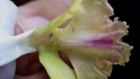 Habitat tempat hidup anggrek Aerides obyrneana berupa tepian hutan semi-terbuka dengan sirkulasi udara yang lancar dan berintensitas cahaya sekitar 50-70 %. Dengan memperhatikan morfologi daunnya yang sempit memanjang, memiliki jaringan daun yang cukup tebal, serta permukaan atas yang berkutikula, maka dapat diketahui bahwa anggrek ini nampaknya adaptif pada lingkungan dengan kelembaban rendah, serta suhu dan intensitas cahaya yang tinggi.Foto: (Dokumentasi BRIN)