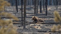 Selain Taman Nasional Jasper, provinsi-provinsi barat Kanada seperti Alberta dan British Columbia juga dilanda kebakaran hutan. Wilayah ini juga dilanda gelombang panas selama sekitar tiga pekan. (REUTERS/Parks Canada/H. Fengler)  