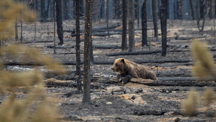 Taman Nasional Jesper di Kanada Gundul Dilalap Api A grizzly bear guards a carcass after a wildfire sweeping through Alberta's mountainous Jasper National Park left charred forests, near the town of Jasper, Alberta, Canada July 26, 2024. Parks Canada/H.Fengler/Handout via REUTERS. NO RESALES. NO ARCHIVES THIS IMAGE HAS BEEN SUPPLIED BY A THIRD PARTY