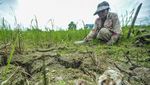 10 Ribu Hektare Sawah di Jambi Kering Kerontang