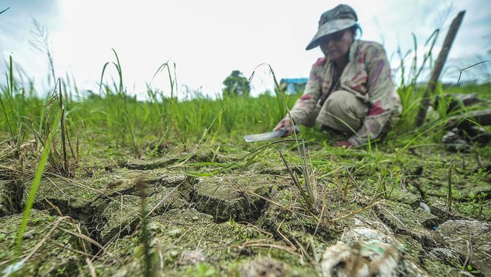 10 Ribu Hektare Sawah di Jambi Kering Kerontang Petani membersihkan gulma di sekitar tanaman padi yang mengering akibat kemarau di persawahan Sejinjang, Jambi, Selasa (20/8/2024). Dinas Tanaman Pangan, Hortikultura dan Peternakan Provinsi Jambi mencatat, hingga Agustus tahun ini sedikitnya 10 ribu hektare lebih sawah di provinsi itu terdampak kemarau, dengan 3 ribu hektare lebih di antaranya telah mengalami kekeringan. ANTARA FOTO/Wahdi Septiawan/foc.