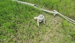 10 Ribu Hektare Sawah di Jambi Kering Kerontang