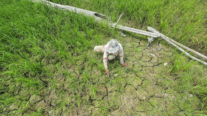 Petani membersihkan gulma di sekitar tanaman padi yang mengering akibat kemarau di persawahan Sejinjang, Jambi, Selasa (20/8/2024). Dinas Tanaman Pangan, Hortikultura dan Peternakan Provinsi Jambi mencatat, hingga Agustus tahun ini sedikitnya 10 ribu hektare lebih sawah di provinsi itu terdampak kemarau, dengan 3 ribu hektare lebih di antaranya telah mengalami kekeringan. ANTARA FOTO/Wahdi Septiawan/foc.