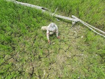 10 Ribu Hektare Sawah di Jambi Kering Kerontang