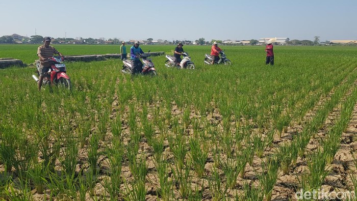 Aksi balap motor petani Indramayu di tengah sawah kering