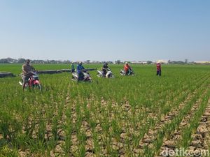 Aksi Petani Indramayu Balap Motor di Tengah Sawah yang Mengering