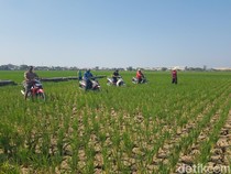 Aksi Petani Indramayu Balap Motor di Tengah Sawah yang Mengering