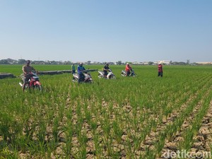 Aksi Petani Indramayu Balap Motor di Tengah Sawah yang Mengering