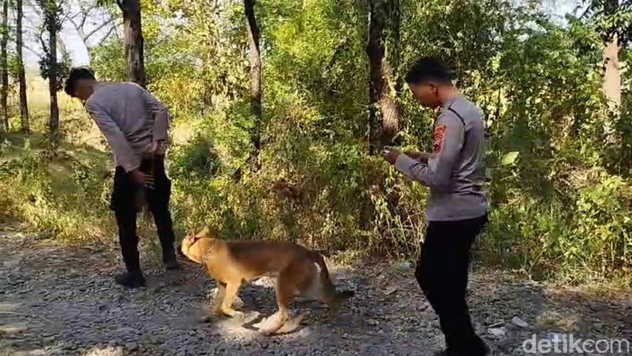 Anjing pelacak dikerahkan untuk mencari setengah potongan tubuh Karni (40), warga Dukuh Karangsari, Desa Wlahar, Kecamatan Larangan, Brebes, yang hilang.