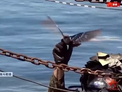 China Bikin Drone Canggih Berbentuk Burung