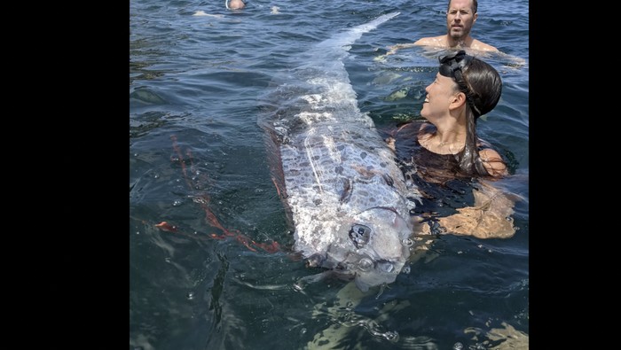 Ikan oarfish