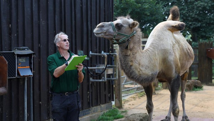 Intip Pendataan Tahunan Satwa di Kebun Binatang London Keeper Mick Tiley documents a Bactrian camel standing on scales during the annual weigh-in to document the health and condition of animals at London Zoo, in London, Britain, August 19, 2024. REUTERS/Toby Melville