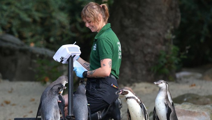 Keeper Jess Ray documents Humboldt penguins during the annual weigh-in to document the health and condition of animals at London Zoo, in London, Britain, August 19, 2024. REUTERS/Toby Melville