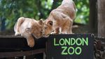 Intip Pendataan Tahunan Satwa di Kebun Binatang London