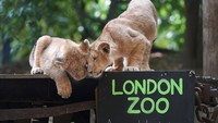 Kepala Operasional Zoologi di Kebun Binatang London Angela Ryan menjelaskan, statistik vital dari hampir 400 spesies dicatat di kebun binatang tersebut setiap tahun, dan dimasukkan ke dalam basis data global. AP/Kirsty Wigglesworth
