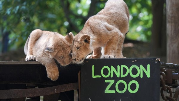 Intip Pendataan Tahunan Satwa di Kebun Binatang London