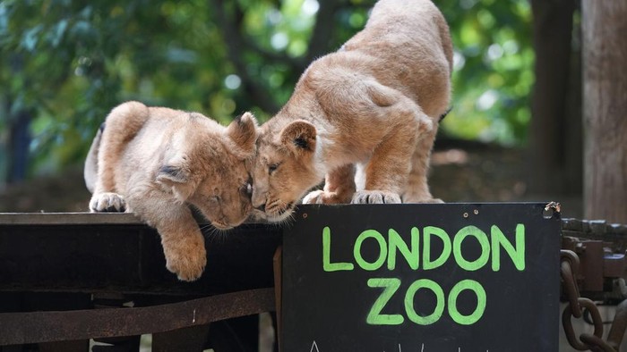 Two of three Asiatic Lioncubs born in March investigate a chalk board, during the annual Weigh-In at London Zoo, Monday, Aug. 19, 2024. The Annual Weigh-In is a chance for keepers at the conservation zoo to make sure the information theyve recorded 