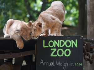 London Zoo Buka Akses Pengunjung untuk Melihat Operasi Hewan
