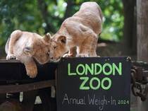 Intip Pendataan Tahunan Satwa di Kebun Binatang London