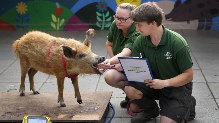 Olive a Mangalitsa Pig is weighed during the annual Weigh-In at London Zoo, Monday, Aug. 19, 2024. The Annual Weigh-In is a chance for keepers at the conservation zoo to make sure the information they've recorded on the animals throughout the year is up-to-date and accurate. (AP Photo/Kirsty Wigglesworth)