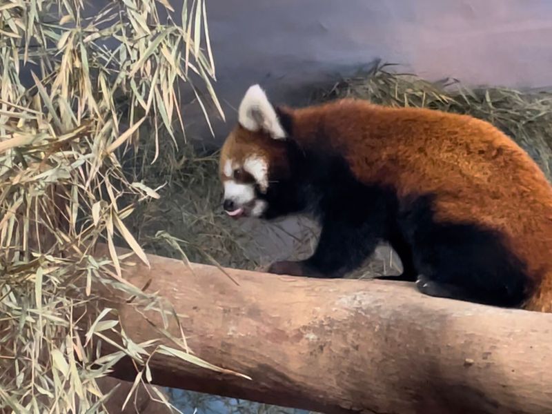 Kaito red panda asal Jepang yang kini ada di Batu Secret Zoo