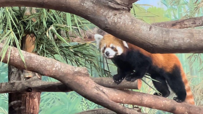 Kaito red panda asal Jepang yang kini ada di Batu Secret Zoo