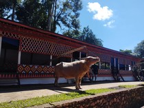 Kerbau Belang Toraja Masuk Daftar Kekayaan Intelektual Komunal