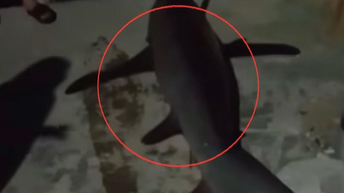 Nelayan di Parepare menangkap ikan hiu sepanjang 2 meter yang tidak sengaja masuk ke jala saat melaut.