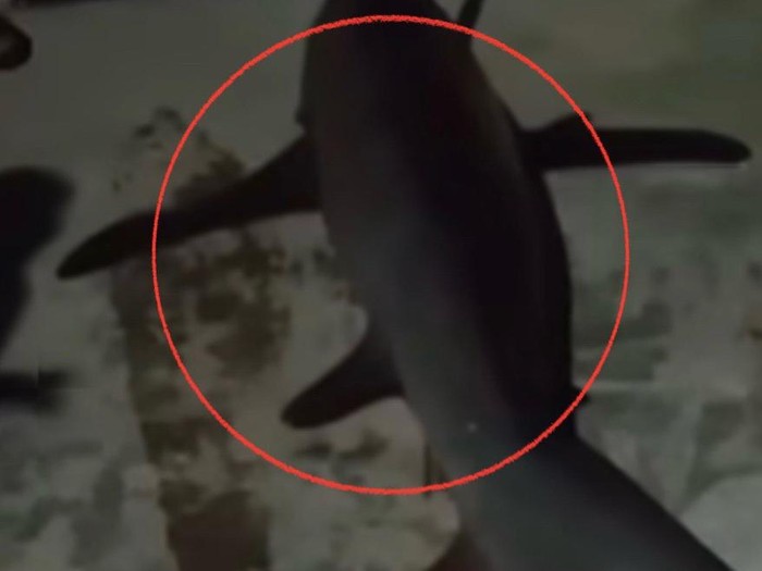 Nelayan di Parepare menangkap ikan hiu sepanjang 2 meter yang tidak sengaja masuk ke jala saat melaut.